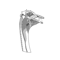 Line Art Animals Line Art Animals