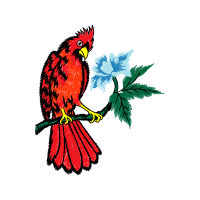 Macaw Animals Macaw Animals