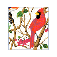 Macaw Animals Macaw Animals