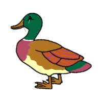 Mallard Animals Mallard Animals