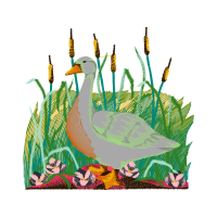 Mallard Animals Mallard Animals