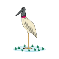 Marabou Stork Animals Marabou Stork Animals