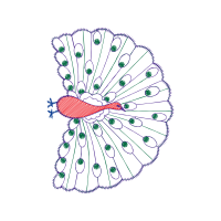 Meter Animals Meter Animals