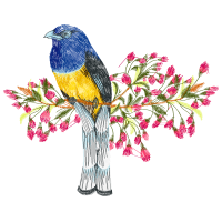 Mountain Bluebird Animals Mountain Bluebird Animals