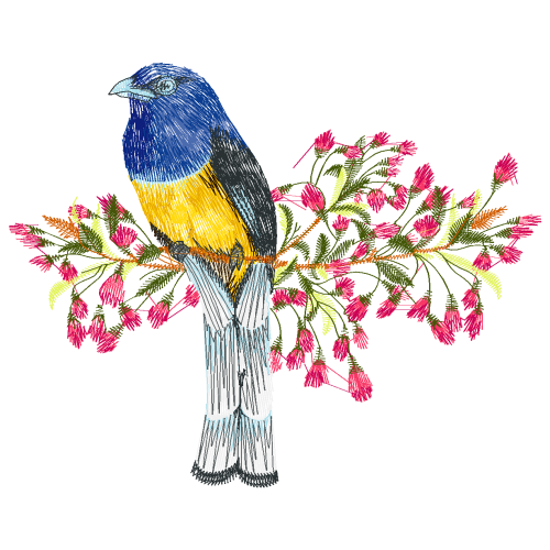 Mountain Bluebird Animals Mountain Bluebird Animals