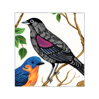 Mountain Bluebird Animals Mountain Bluebird Animals