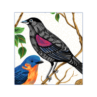 Mountain Bluebird Animals Mountain Bluebird Animals