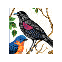 Mountain Bluebird Animals Mountain Bluebird Animals