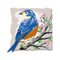 Mountain Bluebird Animals Mountain Bluebird Animals