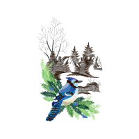 Mountain Bluebird Animals Mountain Bluebird Animals