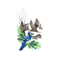 Mountain Bluebird Animals Mountain Bluebird Animals