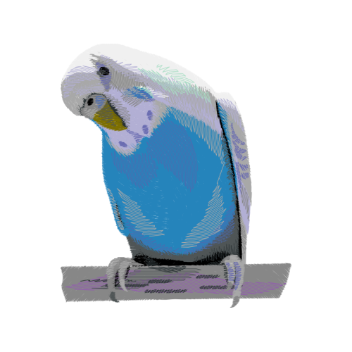 Mountain Bluebird Animals Mountain Bluebird Animals