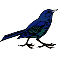 Mountain Bluebird Animals Mountain Bluebird Animals