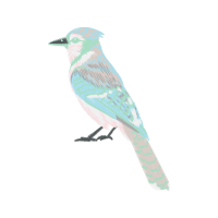 Mountain Bluebird Animals