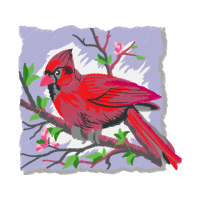 Northern Cardinal Animals Northern Cardinal Animals