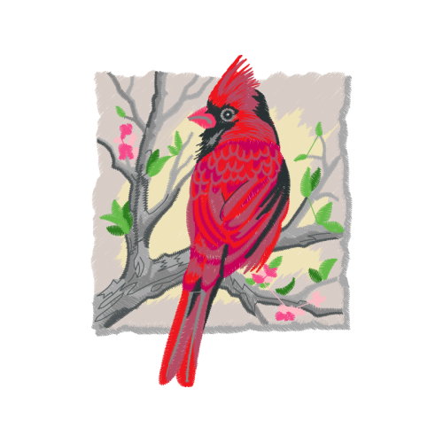 Northern Cardinal Animals Northern Cardinal Animals