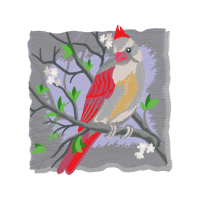 Northern Cardinal Animals Northern Cardinal Animals