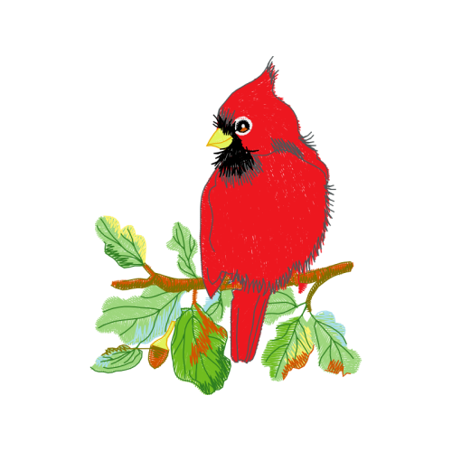 Northern Cardinal Animals Northern Cardinal Animals