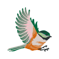 Northern Harrier Animals Northern Harrier Animals