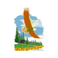 Northern Harrier Animals