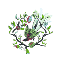 Oesd Animals Oesd Animals