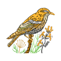 Old World Flycatchers Animals Old World Flycatchers Animals