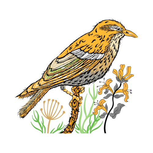 Old World Flycatchers Animals Old World Flycatchers Animals