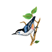 Old World Flycatchers Animals