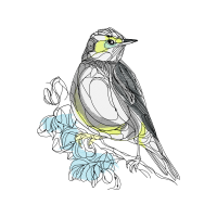 Old World Flycatchers Animals Old World Flycatchers Animals