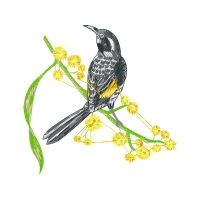 Old World Flycatchers Animals