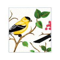 Old World Flycatchers Animals Old World Flycatchers Animals