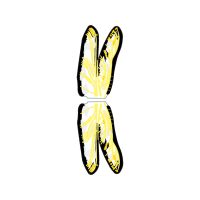 Old World Swallowtail Animals Old World Swallowtail Animals