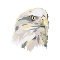 Owl Animals Owl Animals