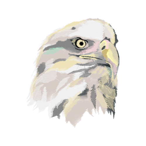 Owl Animals Owl Animals