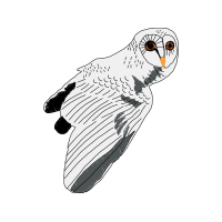 Owl Animals Owl Animals