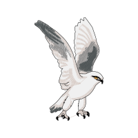 Owl Animals Owl Animals