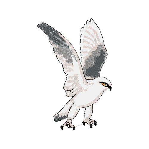 Owl Animals Owl Animals