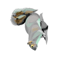 Owl Animals Owl Animals