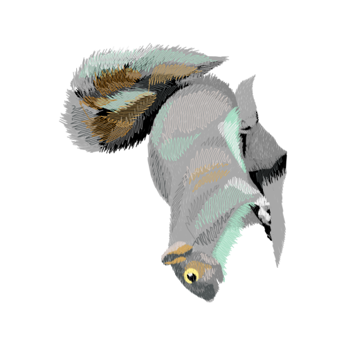 Owl Animals Owl Animals