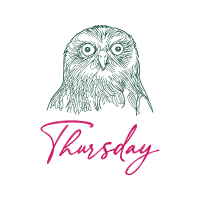 Owl Animals Owl Animals