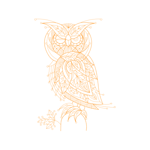 Owl Animals Owl Animals