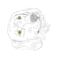 Owl Animals Owl Animals