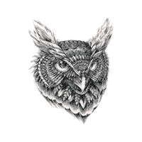 Owl Animals Owl Animals