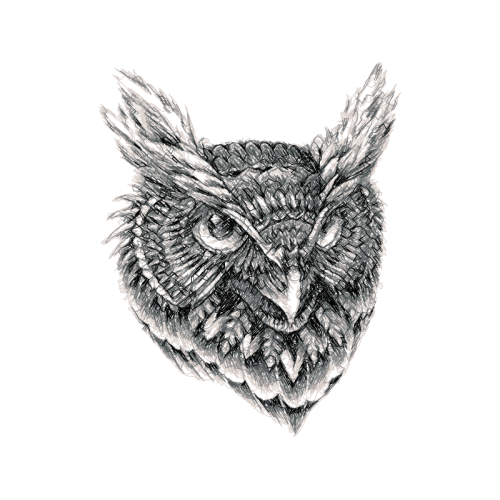 Owl Animals Owl Animals