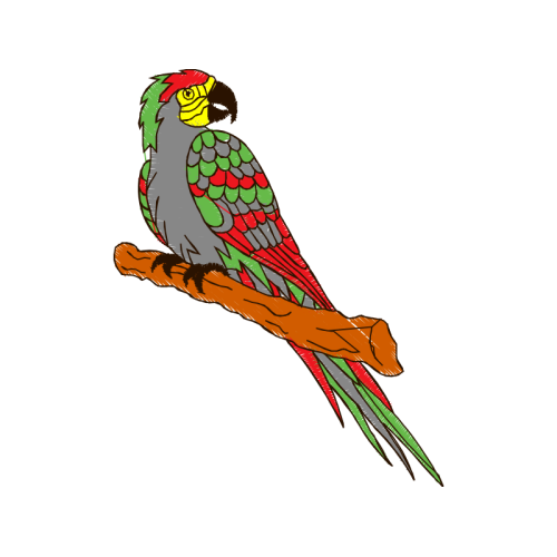 Parakeet Animals Parakeet Animals