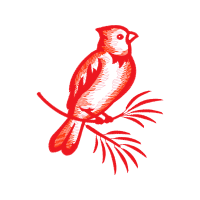 Parrots Animals Parrots Animals