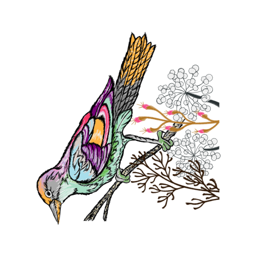 Parrots Animals Parrots Animals