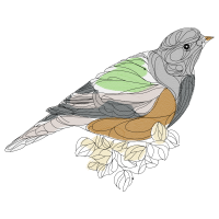 Parrots Animals Parrots Animals