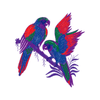 Parrots Animals Parrots Animals