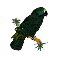 Parrots Animals Parrots Animals